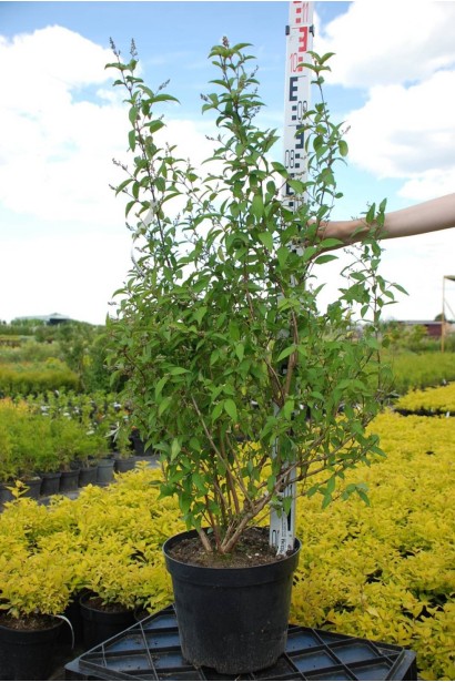 Дейція Прайд оф Рочестер  - 5л/вис.70-90см/Ø40-50см